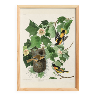 Poster for the Baltimore Troupiale, based on an old engraving from 1827