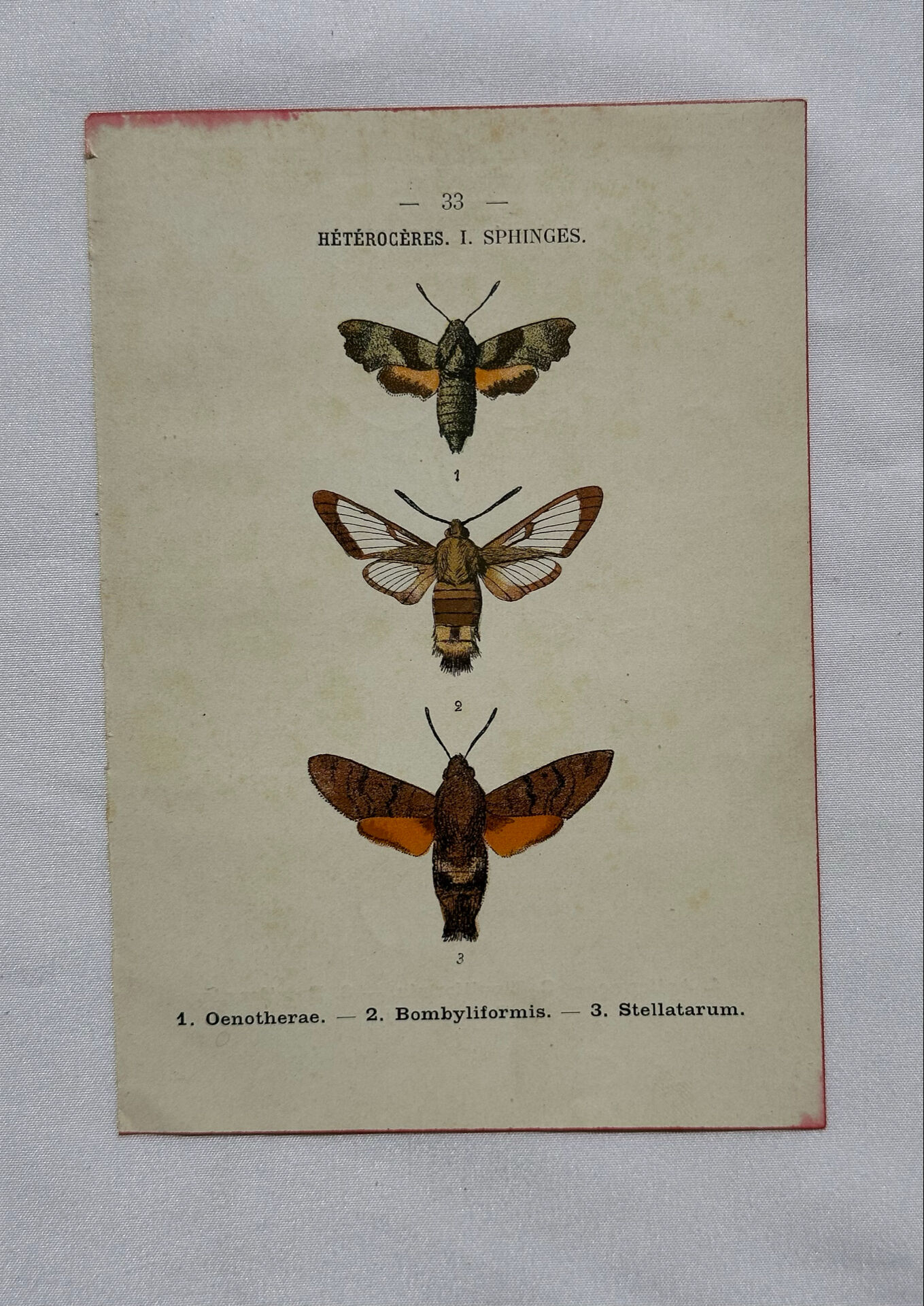 Botanical engraving double-sided butterflies naturalist plate etching