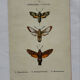 Botanical engraving double-sided butterflies naturalist plate etching