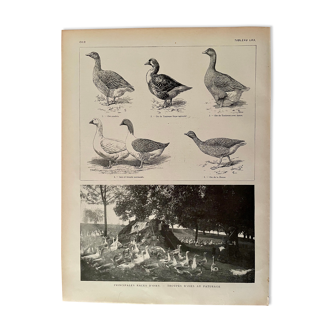 Lithograph on geese from 1921