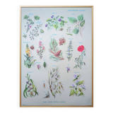 Printed in 1967, calming plants.