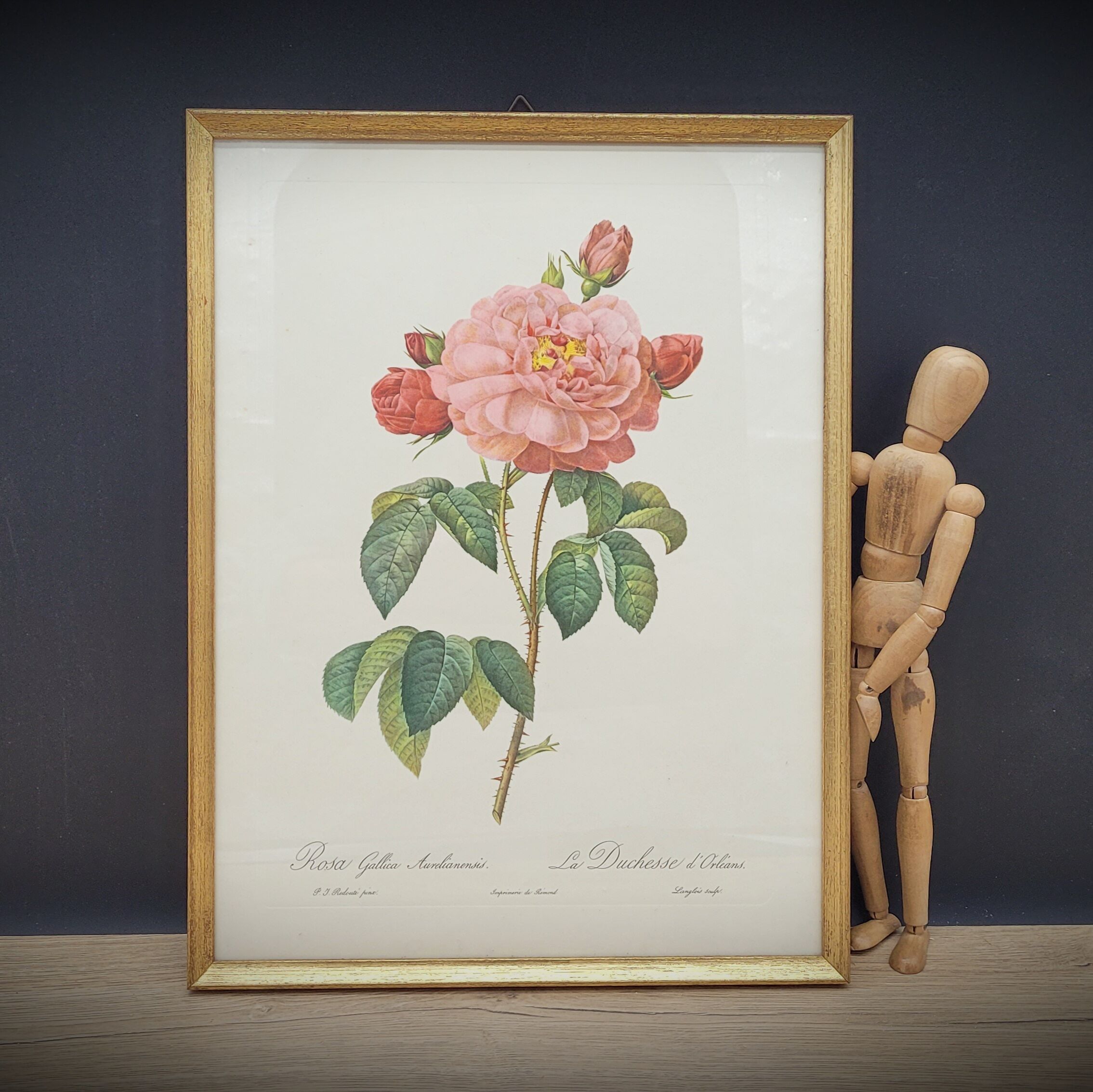 Frame lithograph Rosier Duchesse d'Orléans