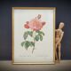 Frame lithograph Rosier Duchesse d'Orléans