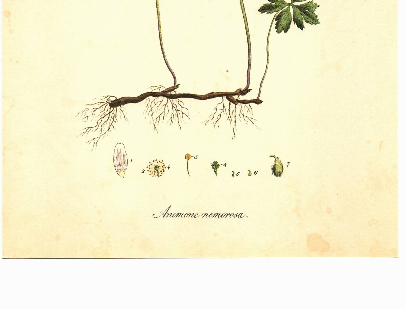 Illustration ancienne 1959 - Anémone des bois. Planche de fleurs naturel