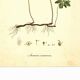 Illustration ancienne 1959 - Anémone des bois. Planche de fleurs naturel