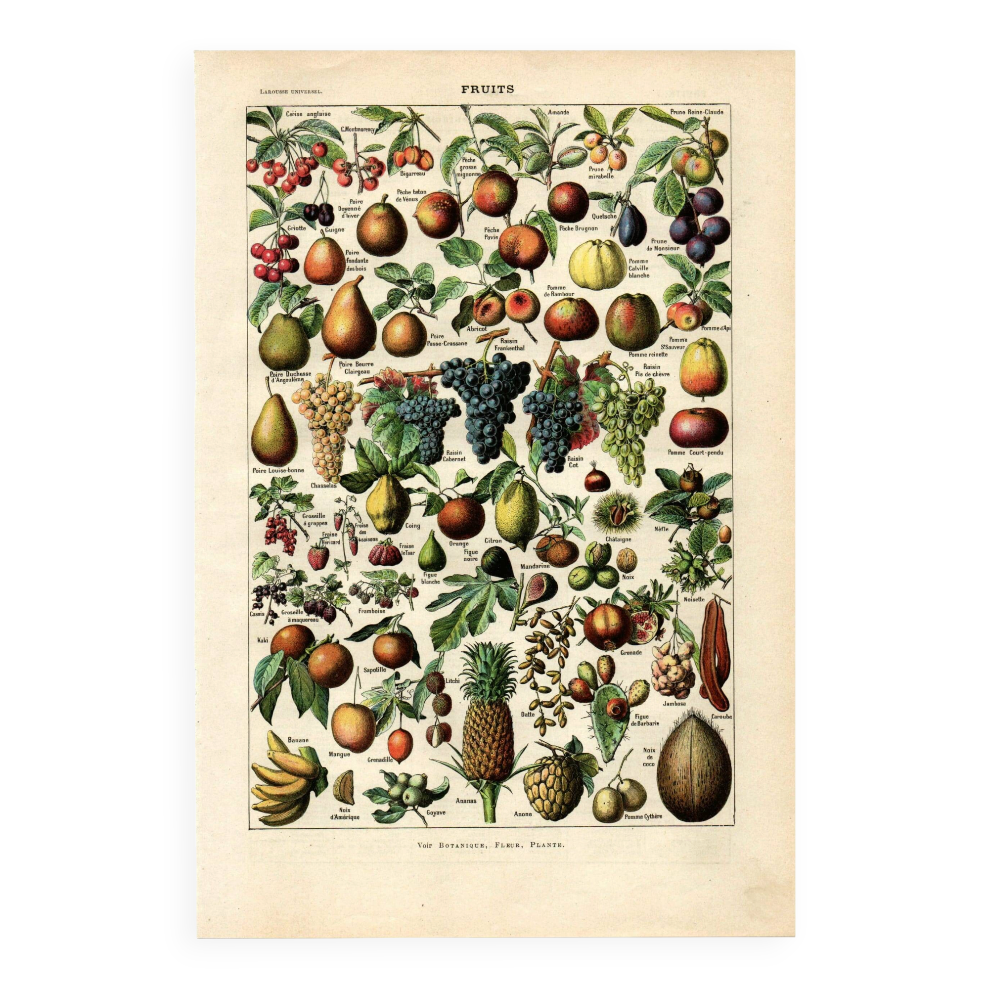Gravure ancienne de 1923 - Fruits du monde - planche