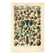 Gravure ancienne de 1923 - Fruits du monde - planche
