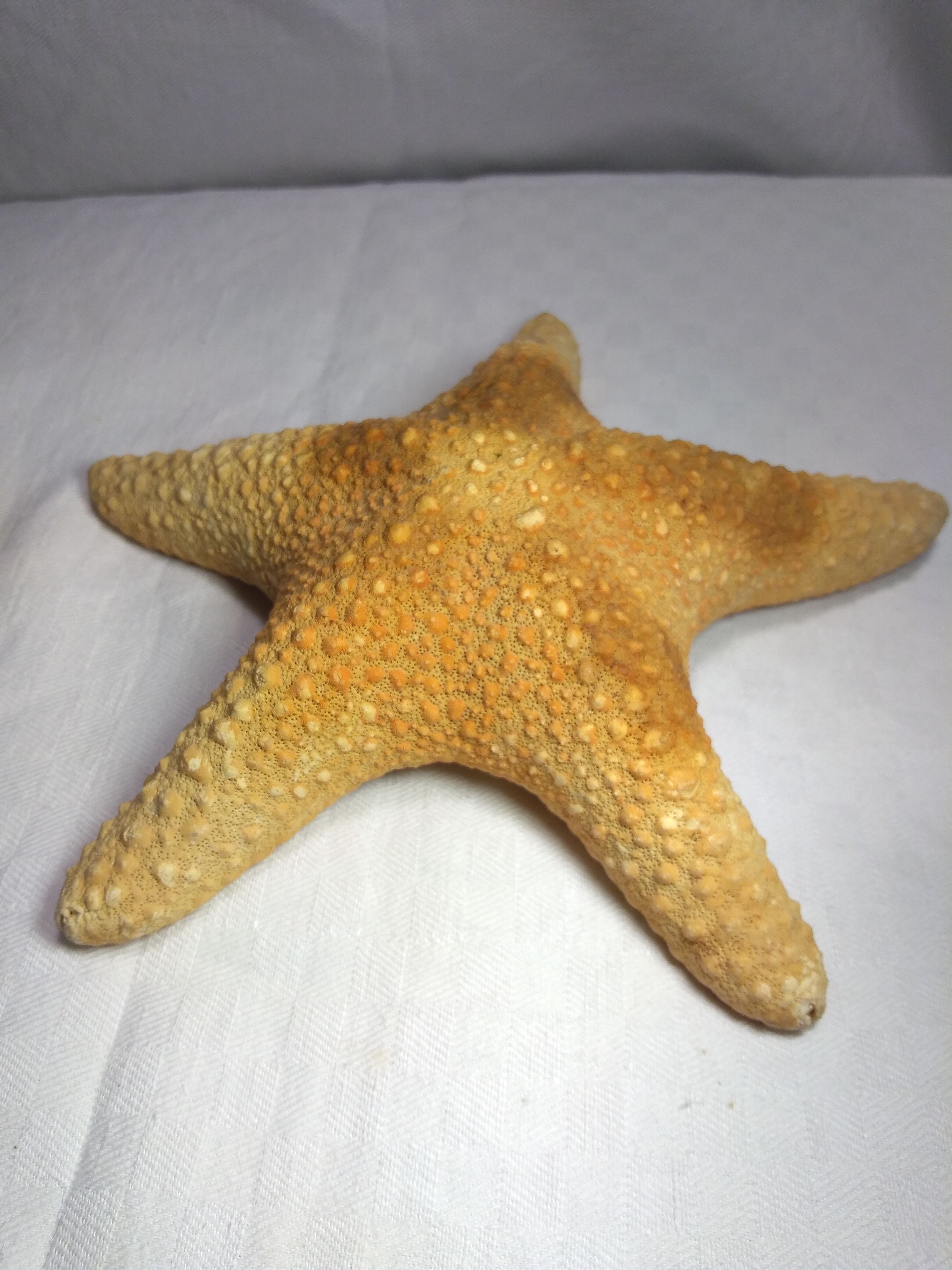 Ancient natural sea star