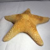 Ancient natural sea star