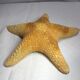 Ancient natural sea star