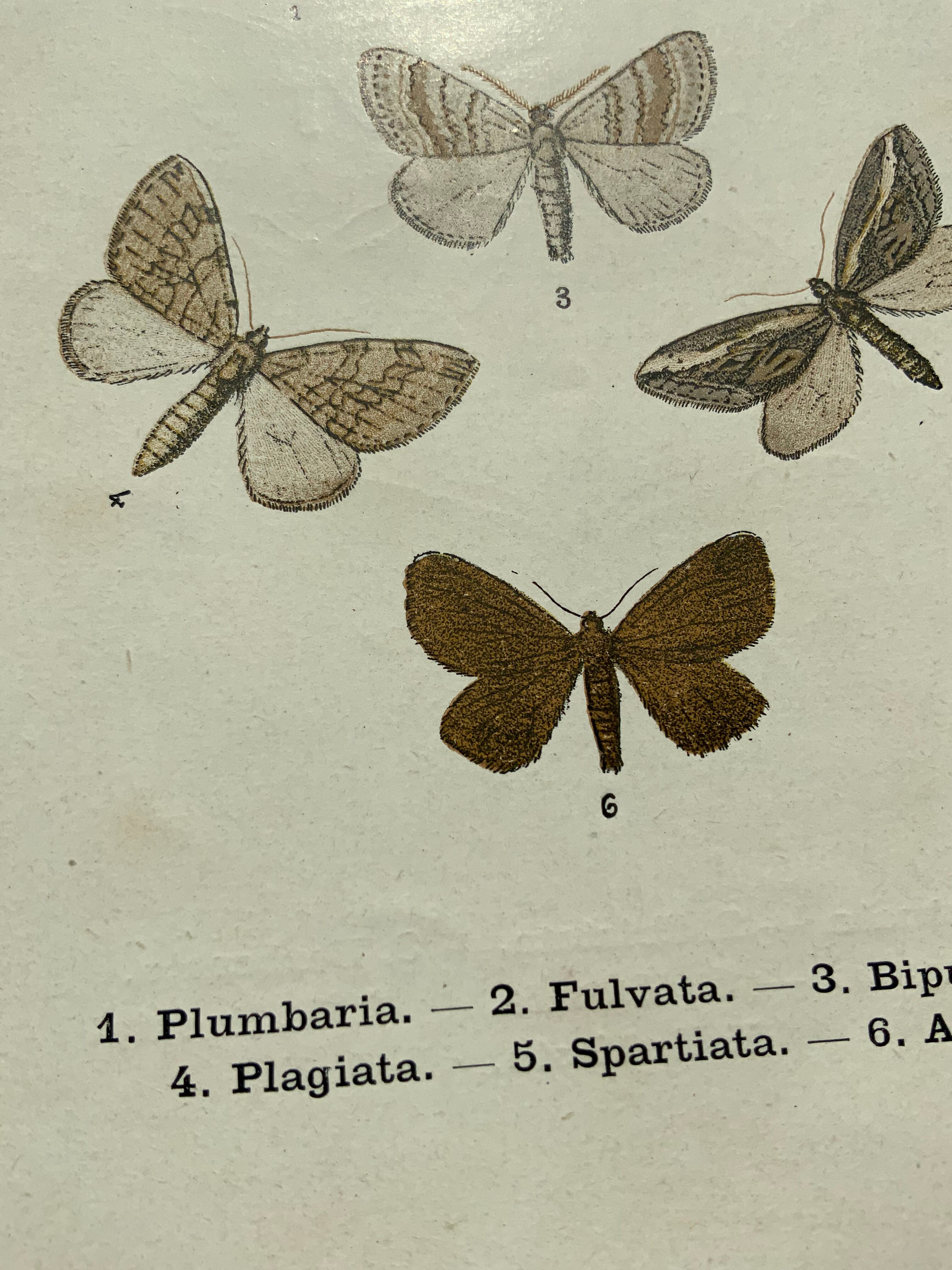 Vintage botanical plate antique butterfly engraving 1903 double-sided G. Denise