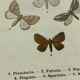 Vintage botanical plate antique butterfly engraving 1903 double-sided G. Denise