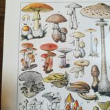 Lithograph on mushrooms from 1928 "amanita"