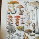 Lithograph on mushrooms from 1928 "amanita"