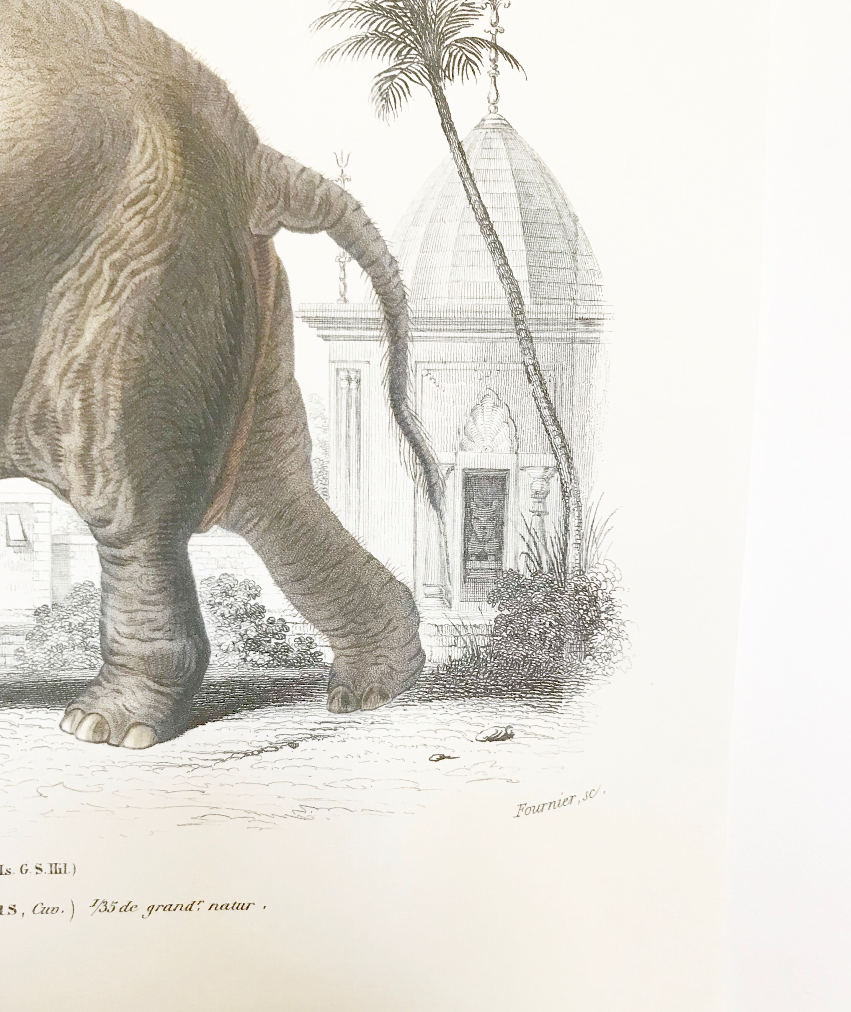 Board depicting an elephant