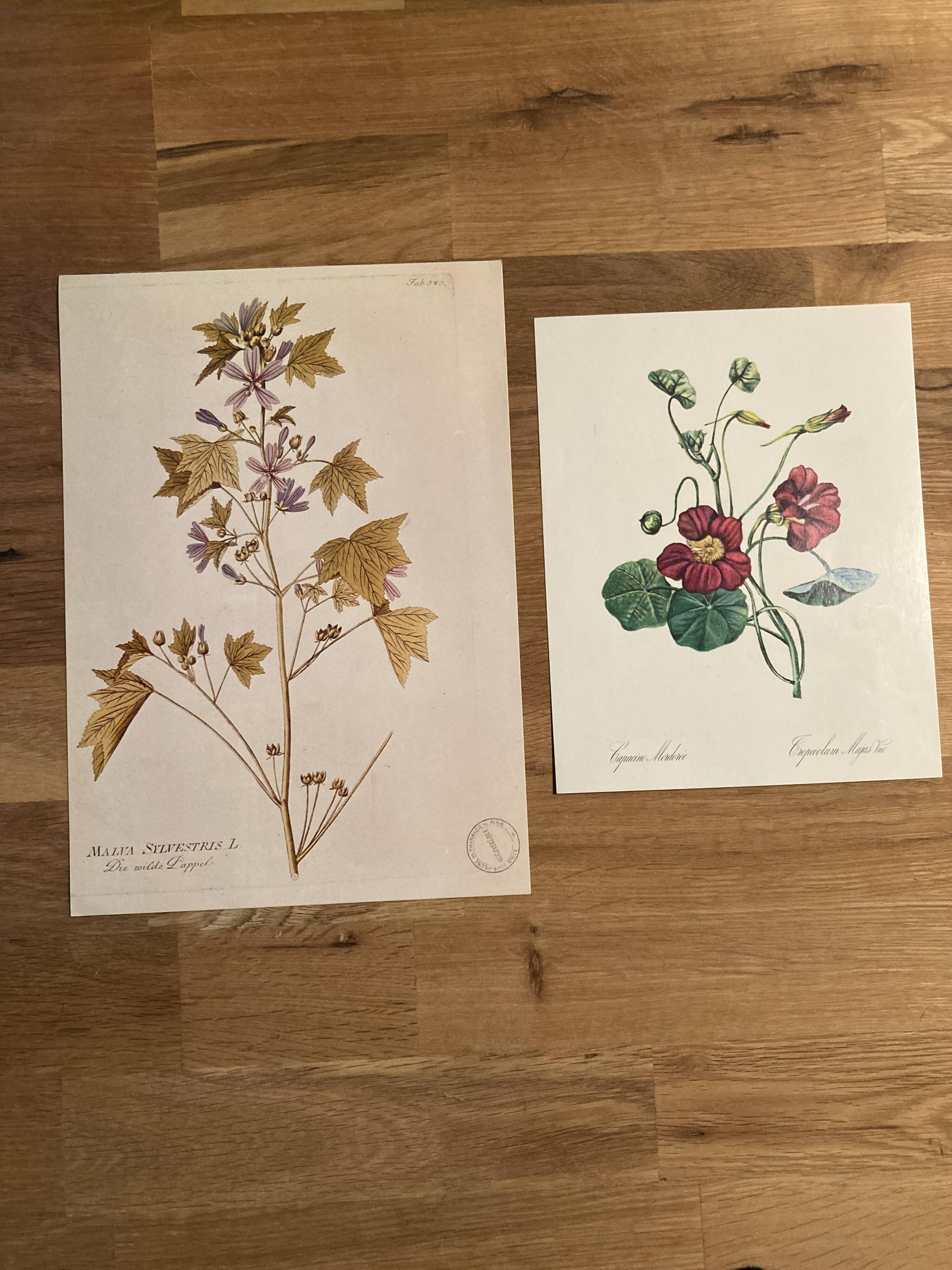 Affiche botanique Malva Sylvestris et Capucine Mordorée