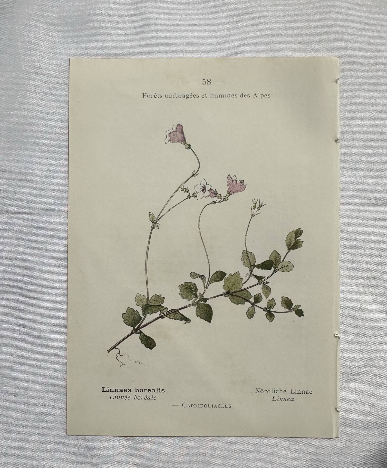 Old botanical plate 1800 France flower and plants nature