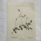 Old botanical plate 1800 France flower and plants nature