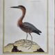 Original engraving by François Nicolas Martinet, 18th century, Louisiana crab fisher, framed,