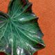 Retro leaf pocket emptier