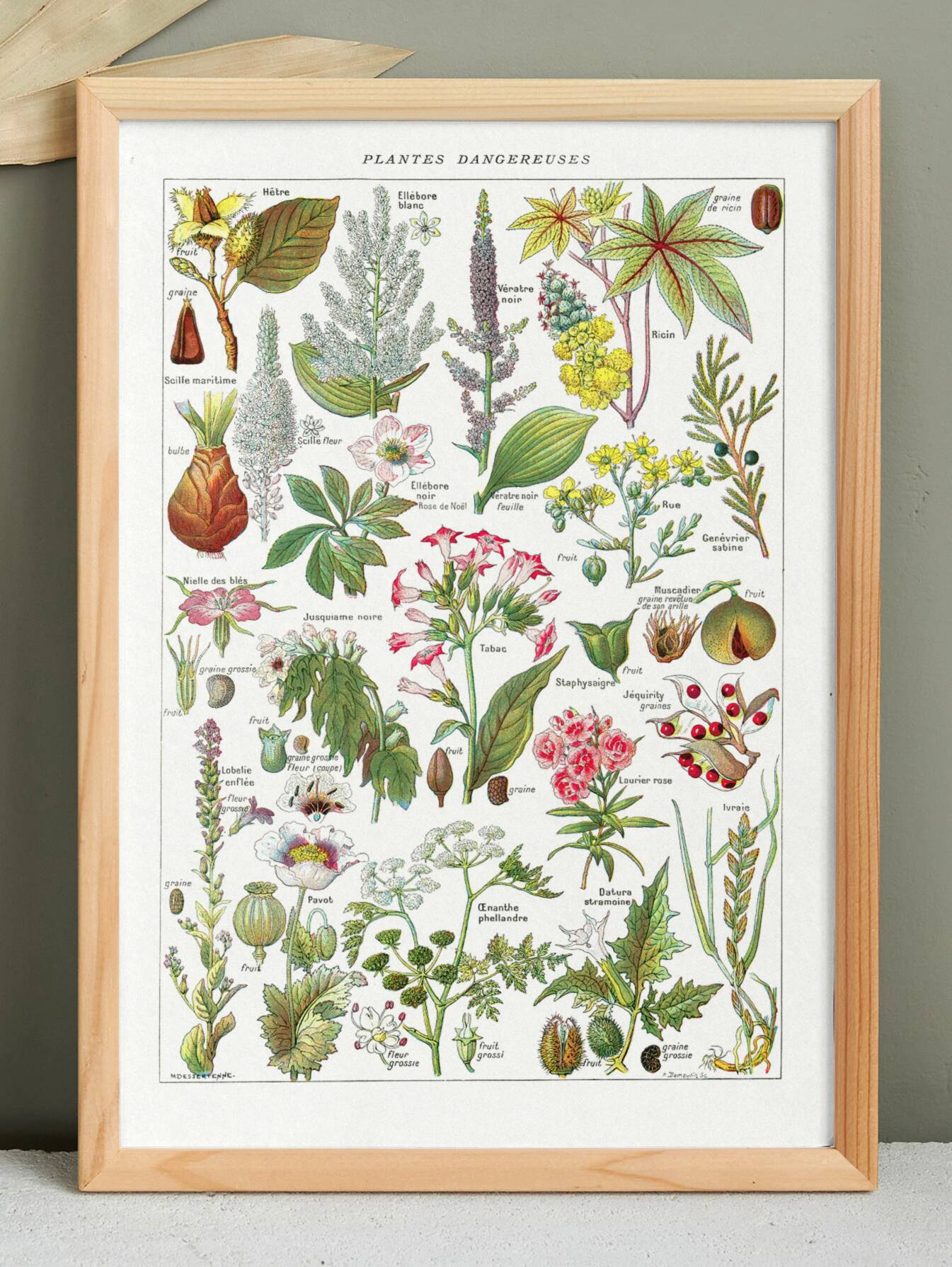 Poster about dangerous plants "poppy", based on a 1920 lithograph