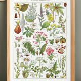 Poster about dangerous plants "poppy", based on a 1920 lithograph