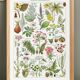 Poster about dangerous plants "poppy", based on a 1920 lithograph