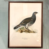 Old board framed under glass, bird