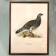 Ancienne planche encadrée sous verre, oiseau