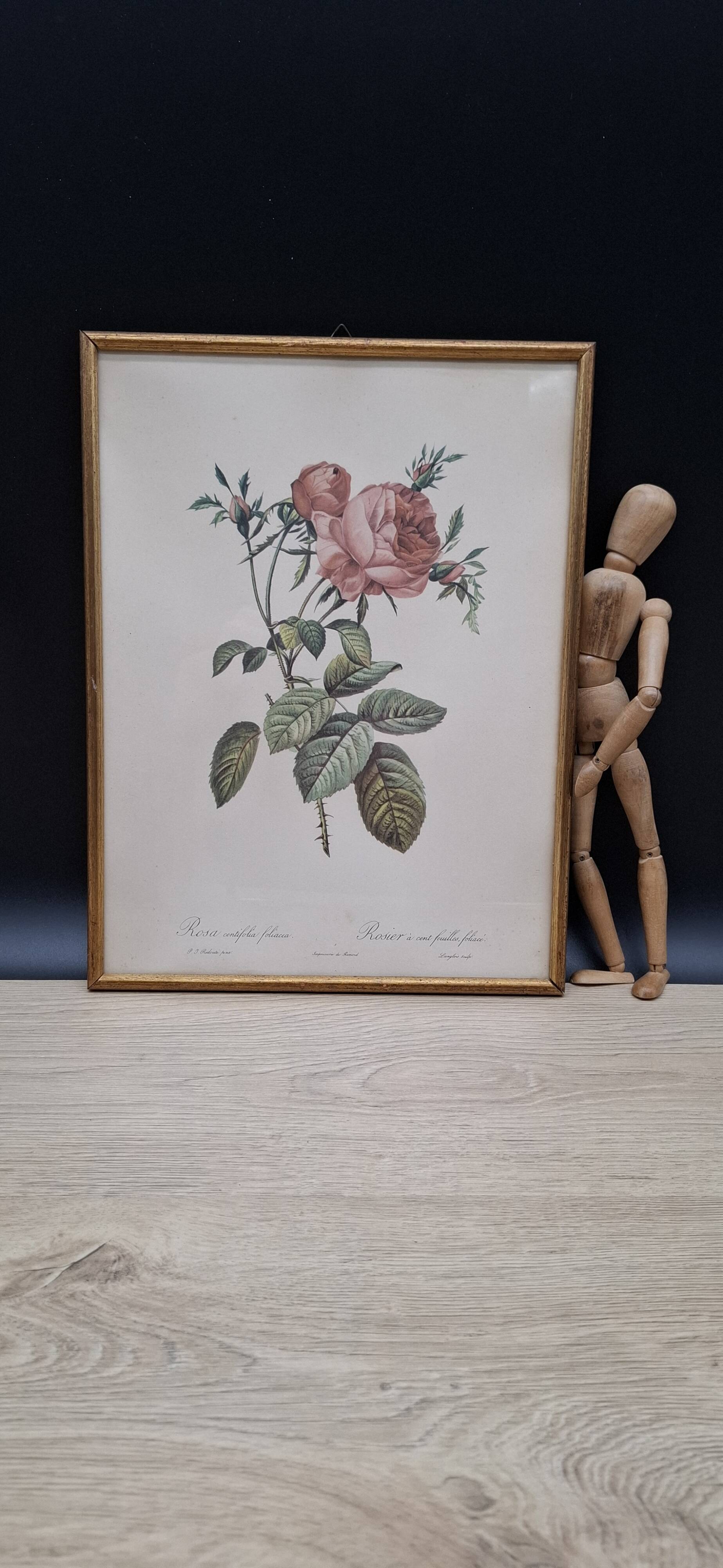 Botanical lithograph Hundred-leaf rose bush PJ Redouté