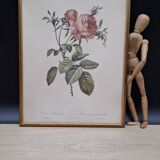 Botanical lithograph Hundred-leaf rose bush PJ Redouté