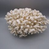 Large old white coral - 2.5kg
