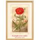 Old engraving from 1889. Grenadier. Botanical plate. Vintage red flower.