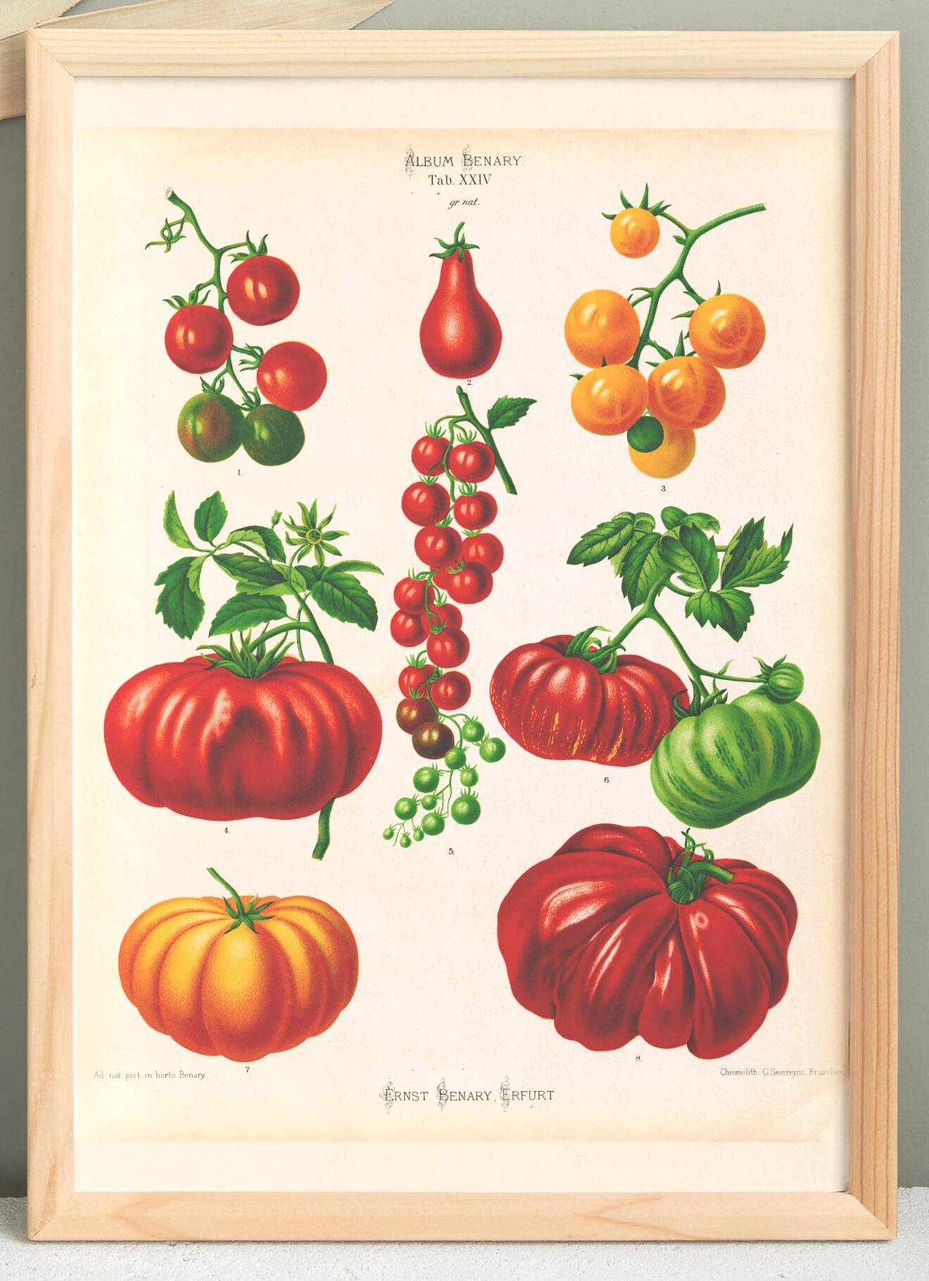 Poster on tomatoes, based on an old engraving from 1886.