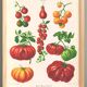 Poster on tomatoes, based on an old engraving from 1886.