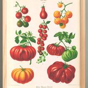 Affiche sur les tomates, d’après une gravure ancienne de 1886.