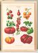 Poster on tomatoes, based on an old engraving from 1886.