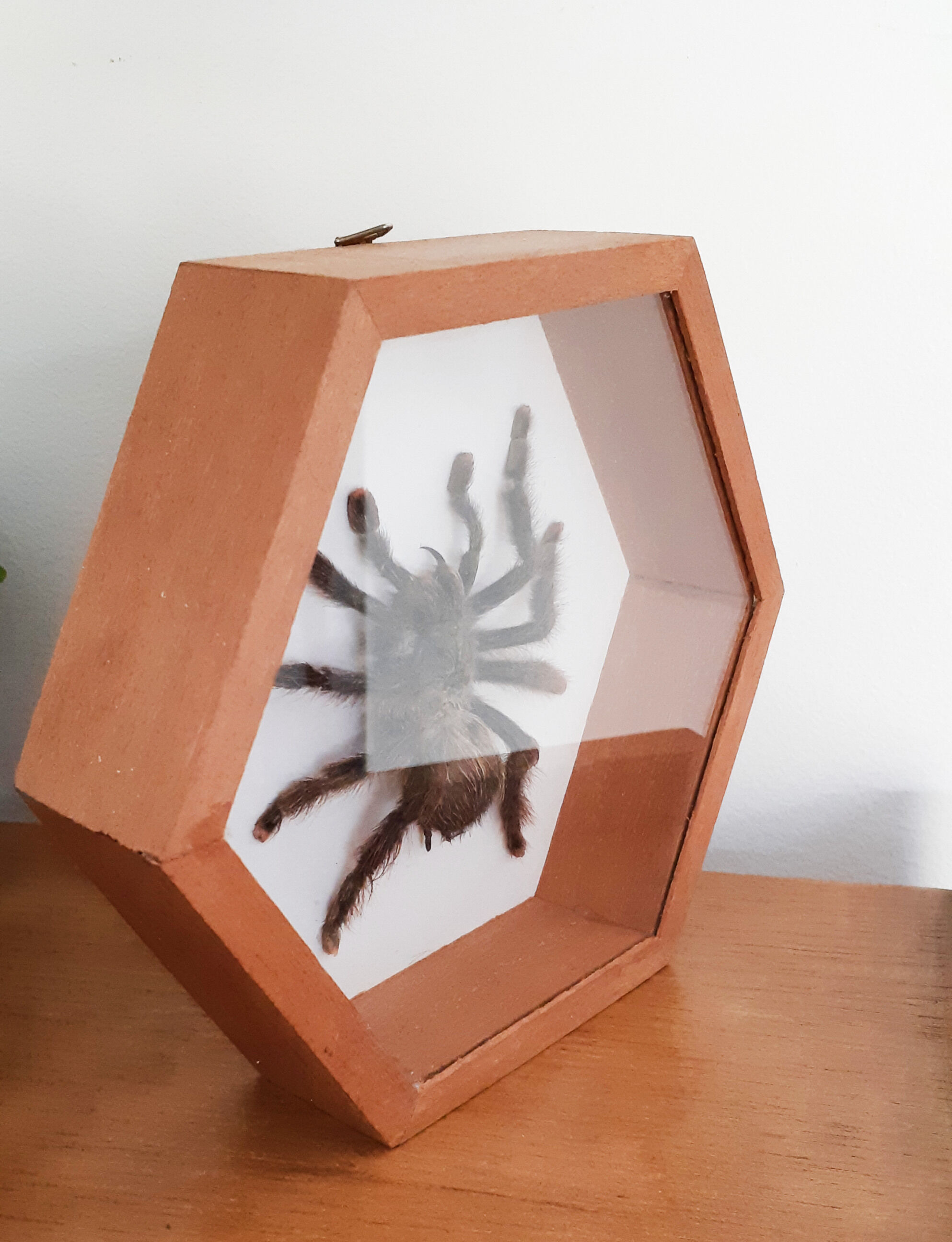 Mygale spider naturalized under glass