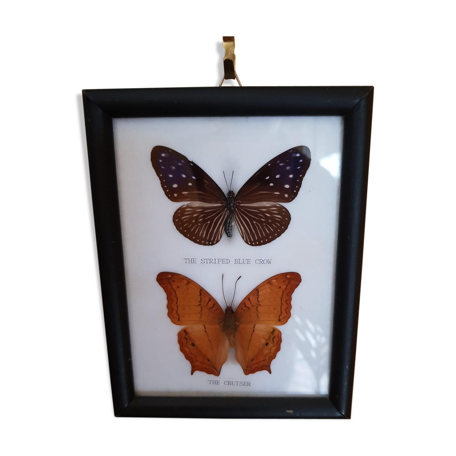 Framed naturalized butterflies