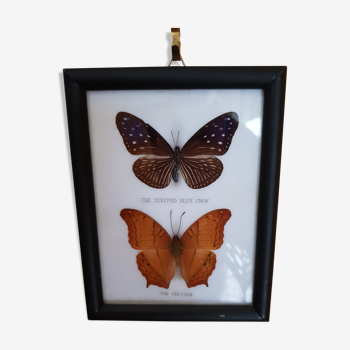 Framed naturalized butterflies