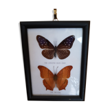 Framed naturalized butterflies
