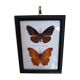 Framed naturalized butterflies