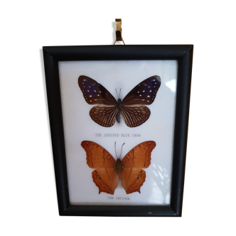 Framed naturalized butterflies