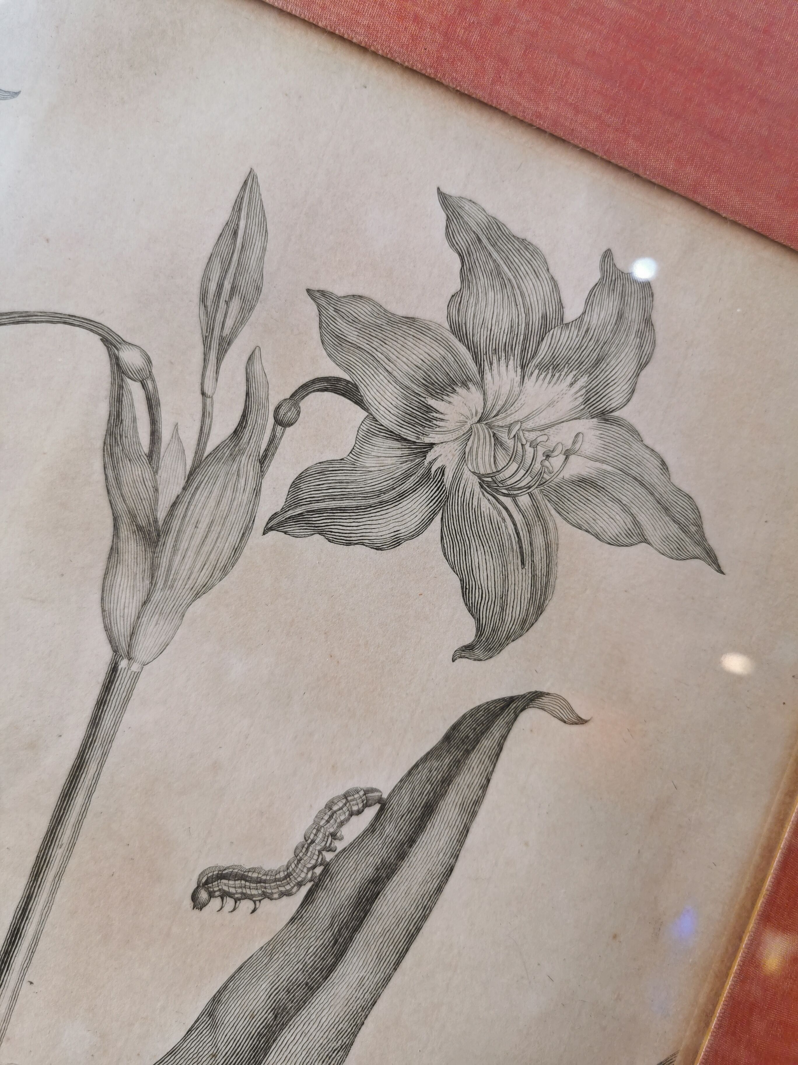 13th century engraving