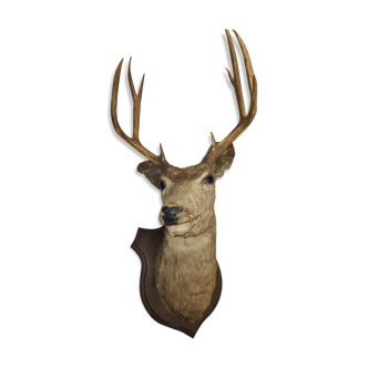 Deer head