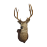 Deer head
