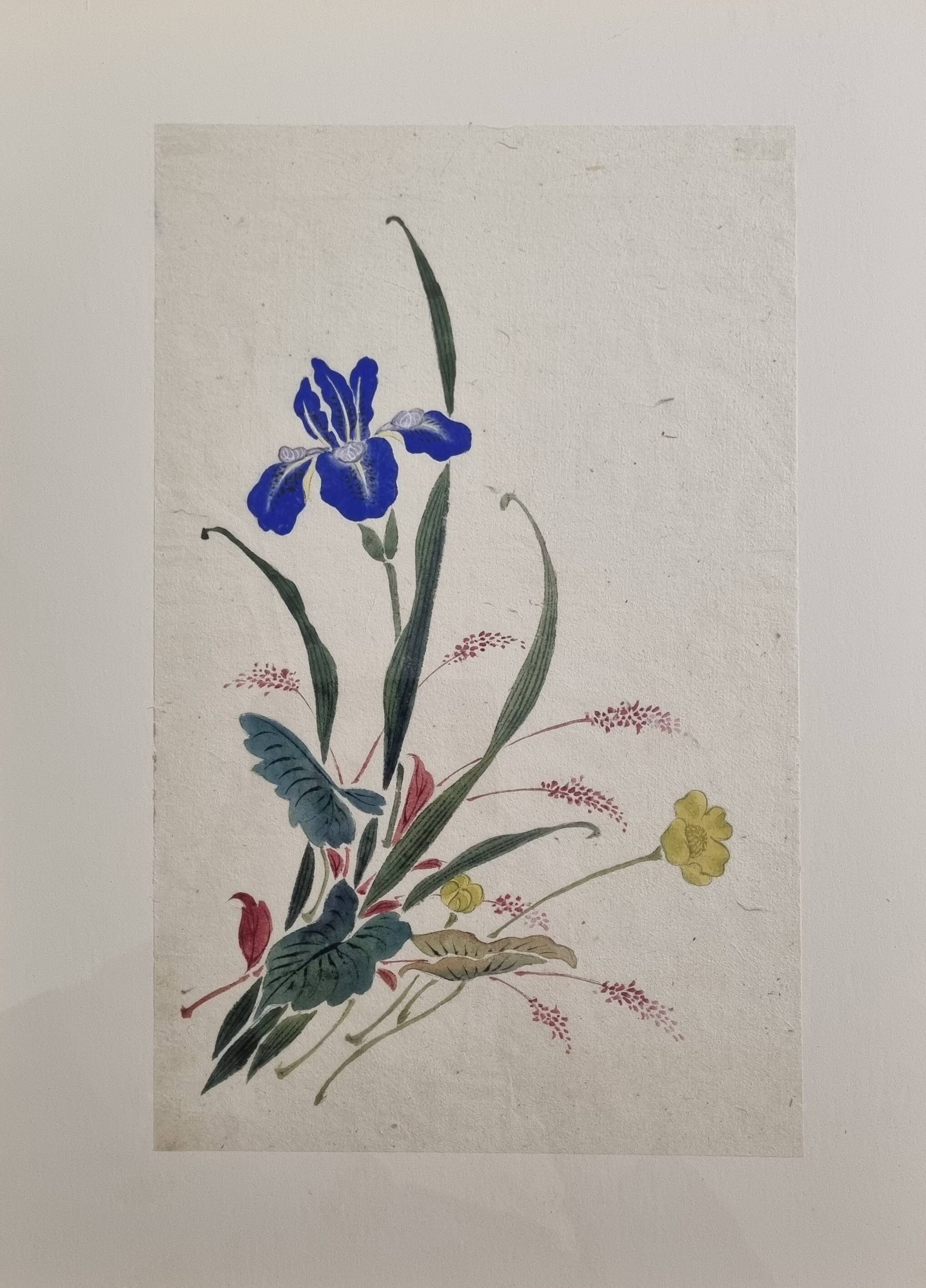 Ancient Japanese watercolour, Iris, Meiji era, around 1900, 33 × 43 cm