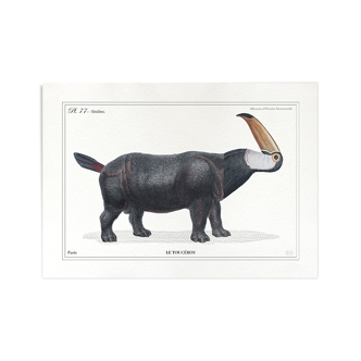 Lithographie gravure chimère animal - le toucéros