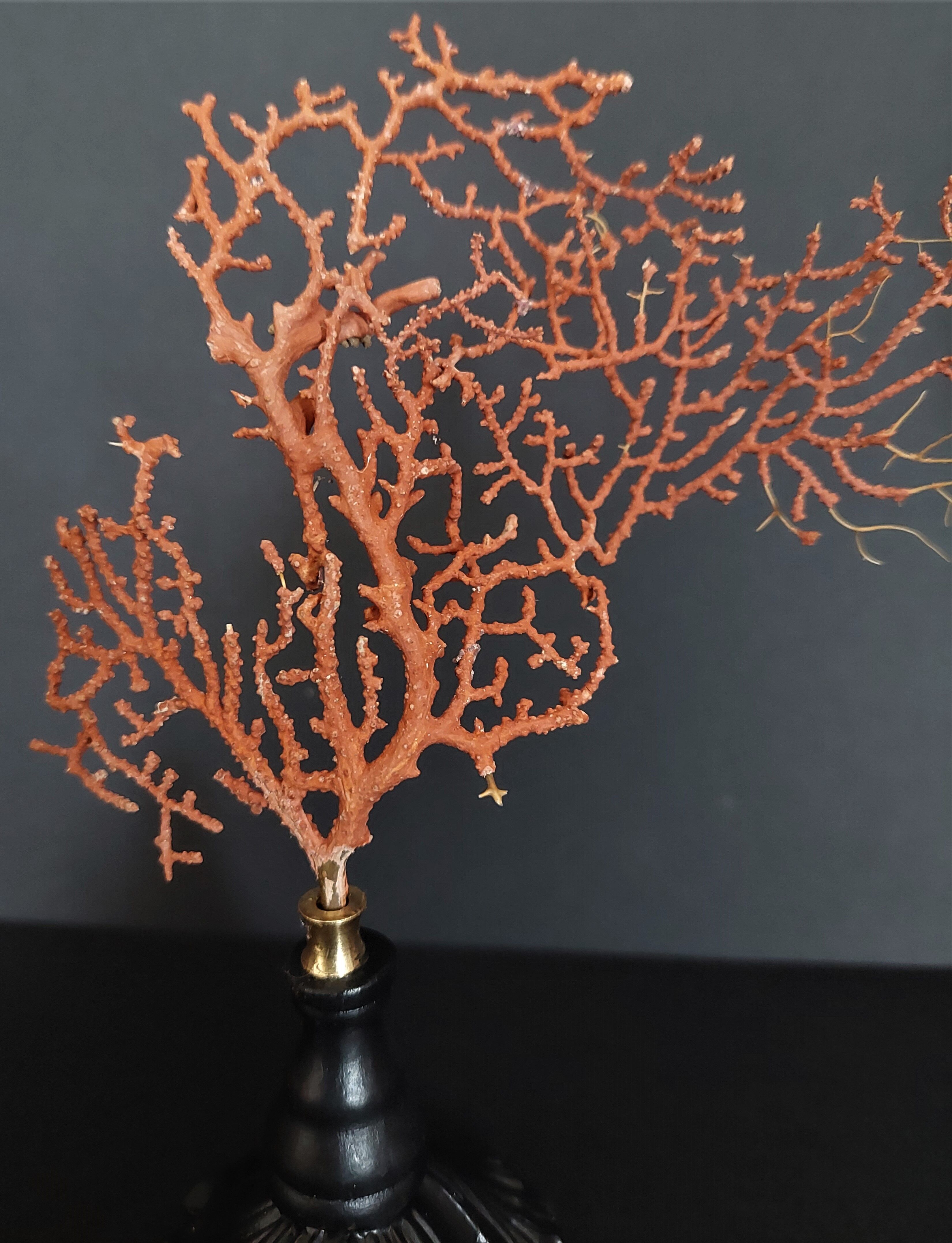 Cabinet of Curiosities red gorgon paramuricea clavata on base