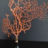 Cabinet of Curiosities red gorgon paramuricea clavata on base